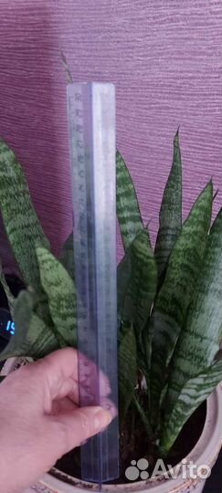 Сансевиерия