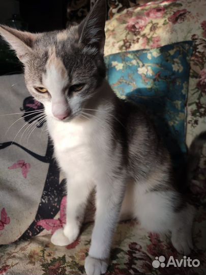 Кошка в дар бесплатно