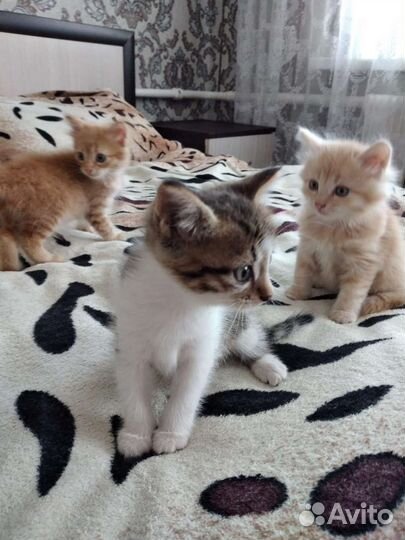 Котята в добрые руки
