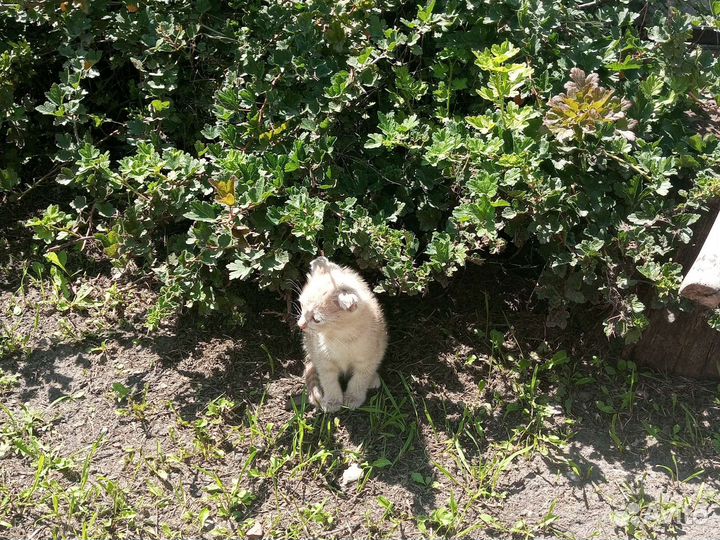 Ищем хозяина и доброго друга маленькому котику