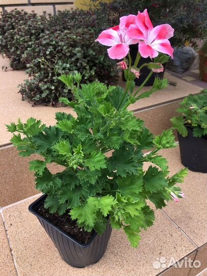 Комнатные растения