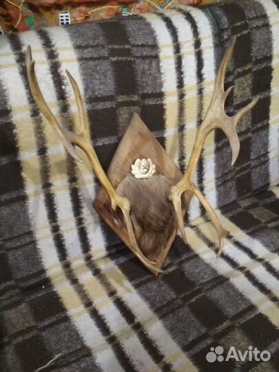 Рога лося и оленя