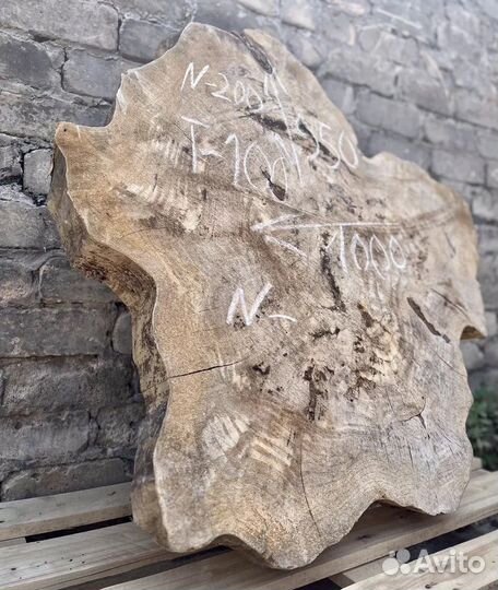 Спилы капового горного тополя