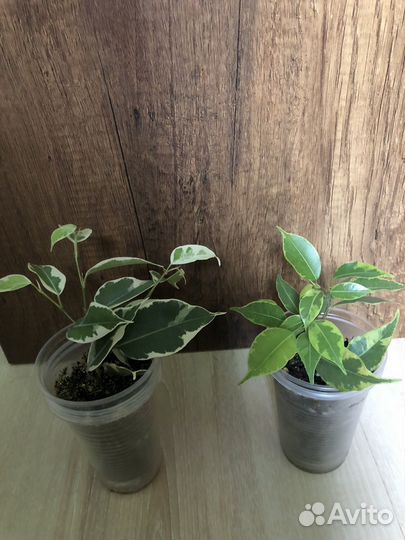 Фикус бенджамина