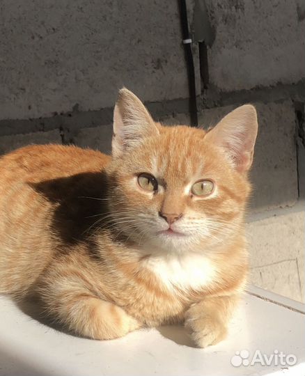 Вислоухая девочка, рыжий мальчик в добрые руки