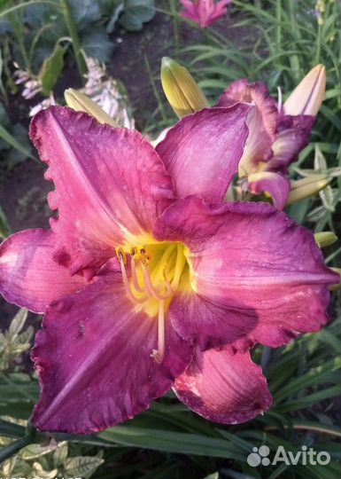 Лилейники много