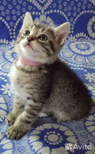 Котята в добрые руки бесплатно