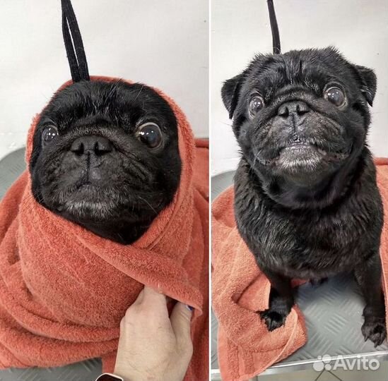 Зоогостиница (передержка)