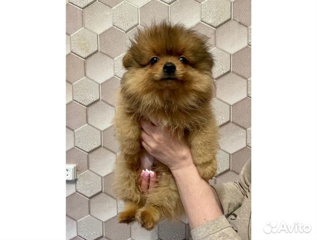 Щенки щпиц померанский