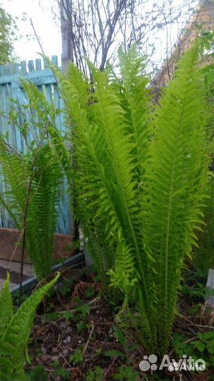 Тысячелистник, папоротник, Юкка, кактус,фикус бенд