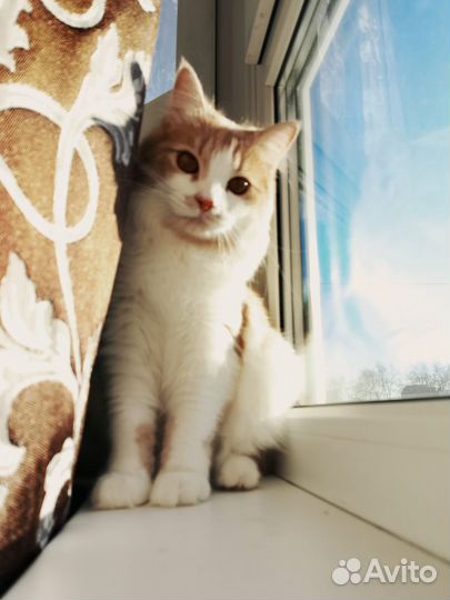 Отдам кота в добрые руки бесплатно