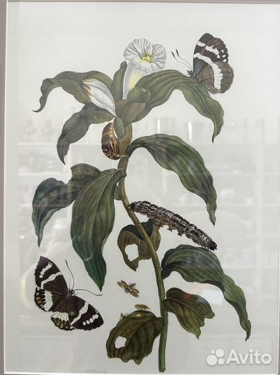 Репродукция