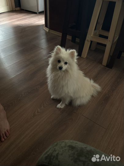 Вязка белый шпиц