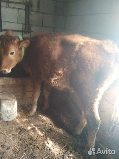 Продаю корову телёнка тёлку
