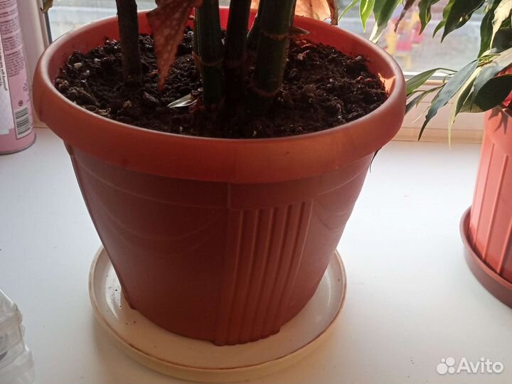 Бегония вечноцветущая