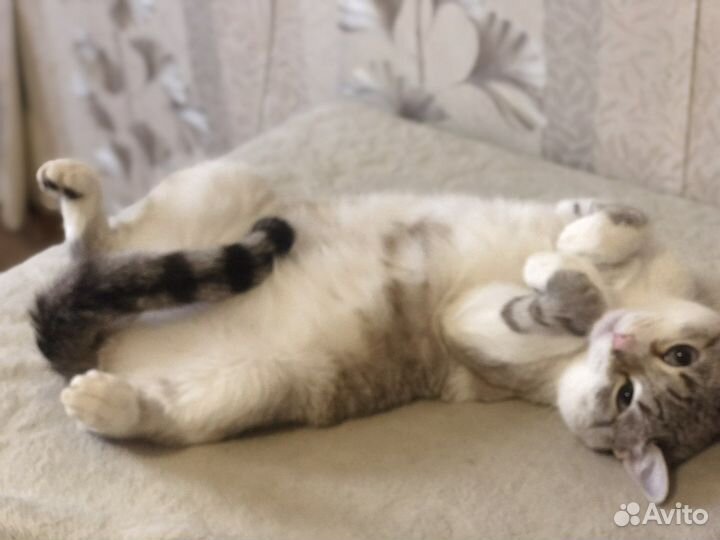 Передержка животных