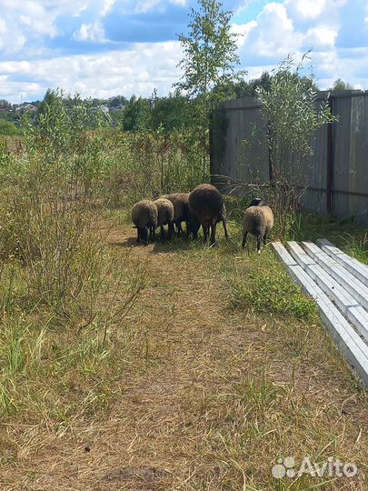 Курдючные бараны, гисар