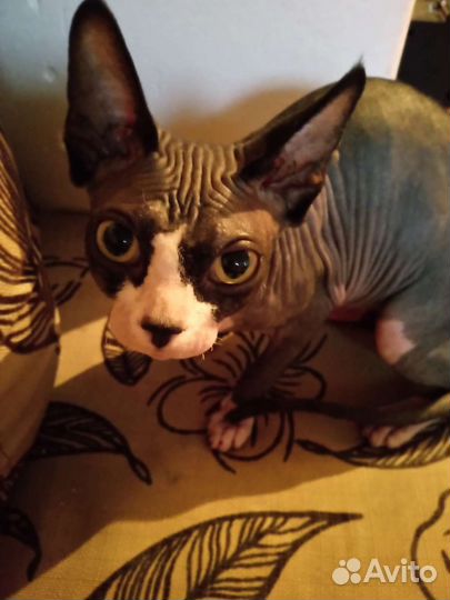 Донской сфинкс