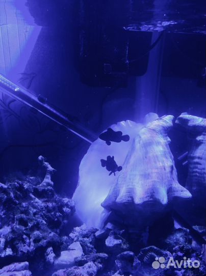 Морской аквариум