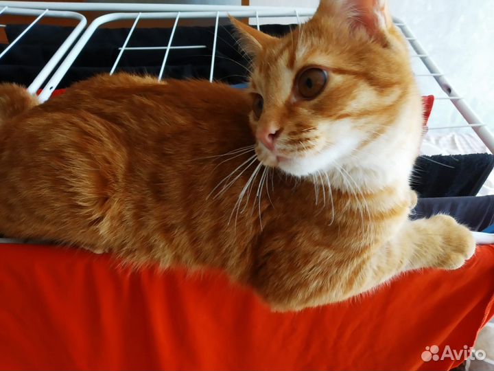 Рыжий котенок мальчик