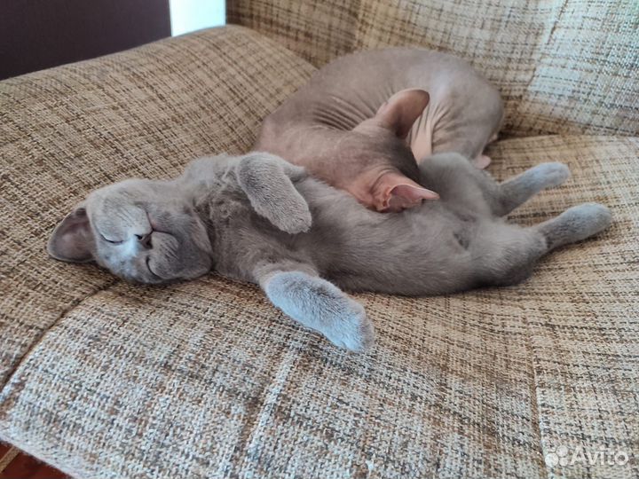 Шикарный котенок ищет дом