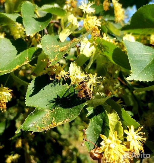 Натуральный липовый мед 2023