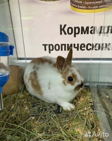 Грызуны декоративные