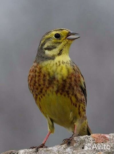 Певчие птицы