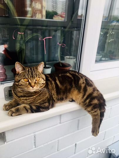 Вязка Шотландский кот