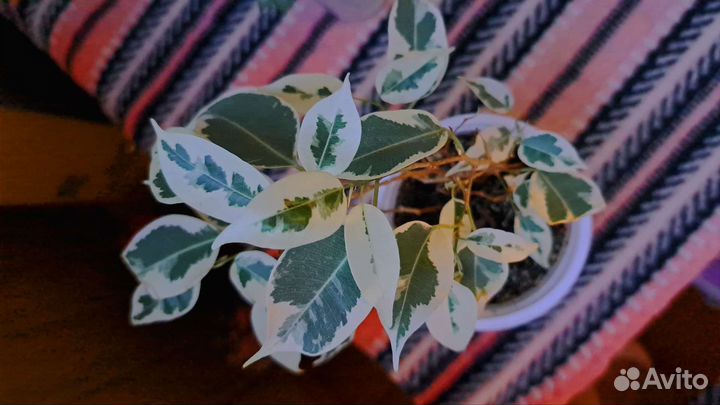 Фикус бенджамина Старлайт