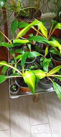 Комнатные растения