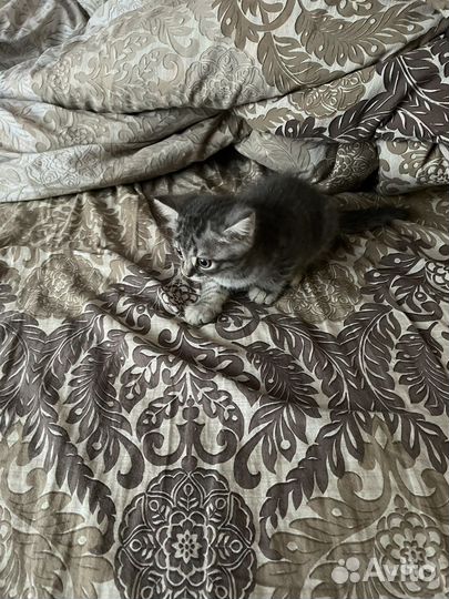 Котенок 1'5 месяца