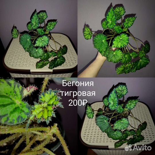 Шефлера, церопегия, бегония, зебрина