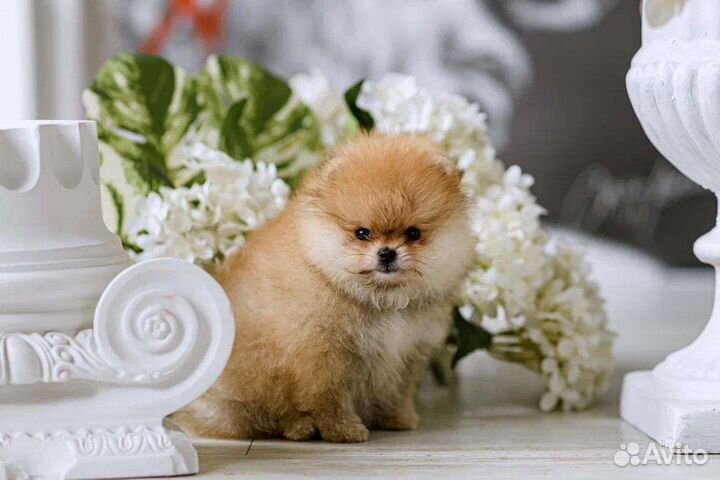 Померанский шпиц мини