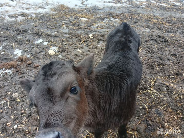 Два бычка и телька