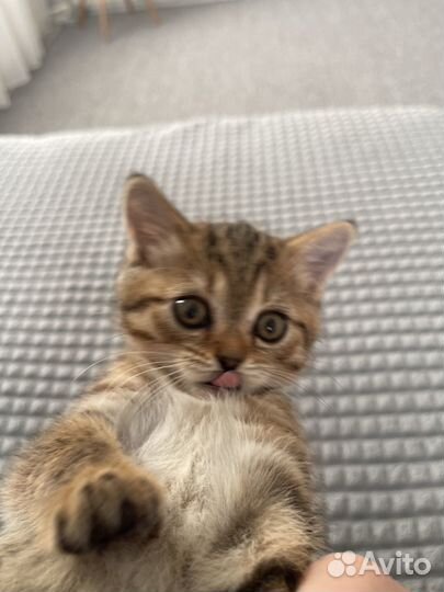 Шотландская