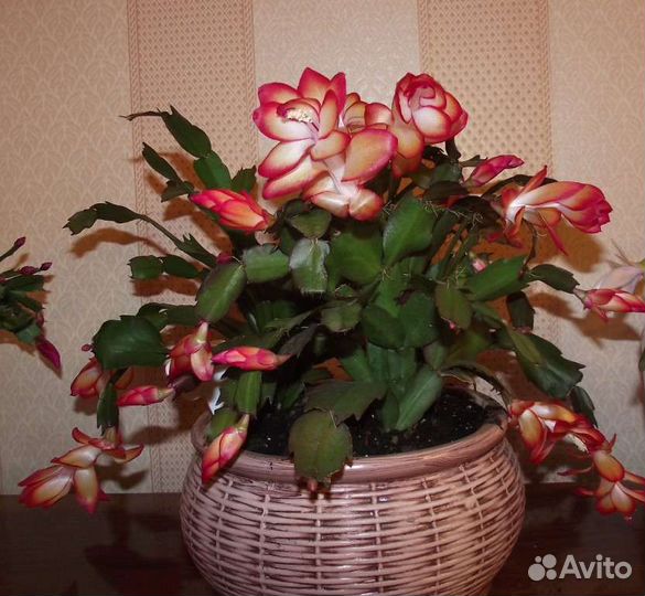 Цветок декабрист