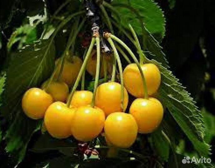 Черешня Чермашная