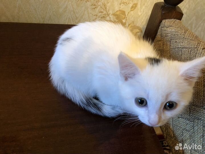 Белый котенок девочка