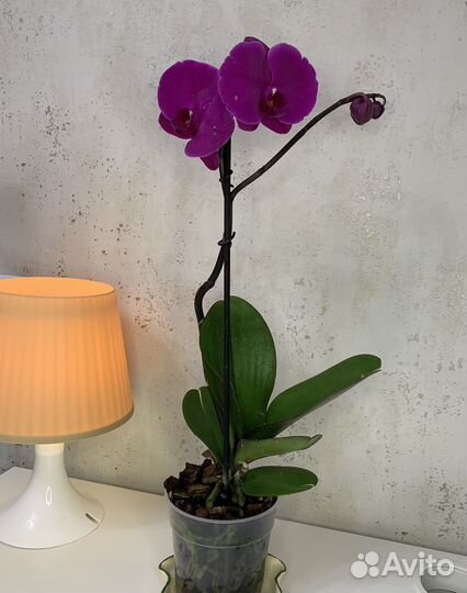 Орхидея фаленопсис