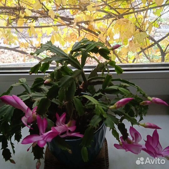 Цветы комнатные: герань,традисканция Рэо,хлороф