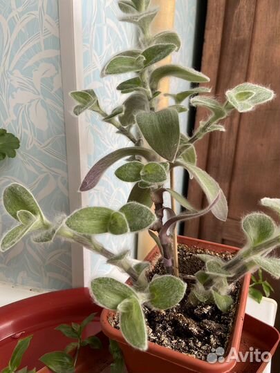 Традесканция