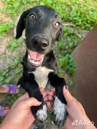 Щенки курцхаара