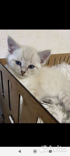 Котенок от кошечки породы Сноу шу