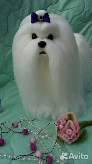 Мальтийская болонка. Мальтезе