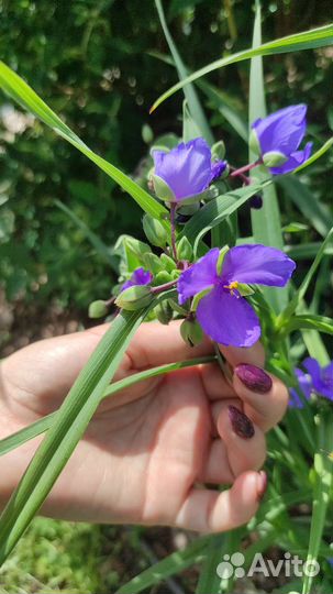 Цветы для сада