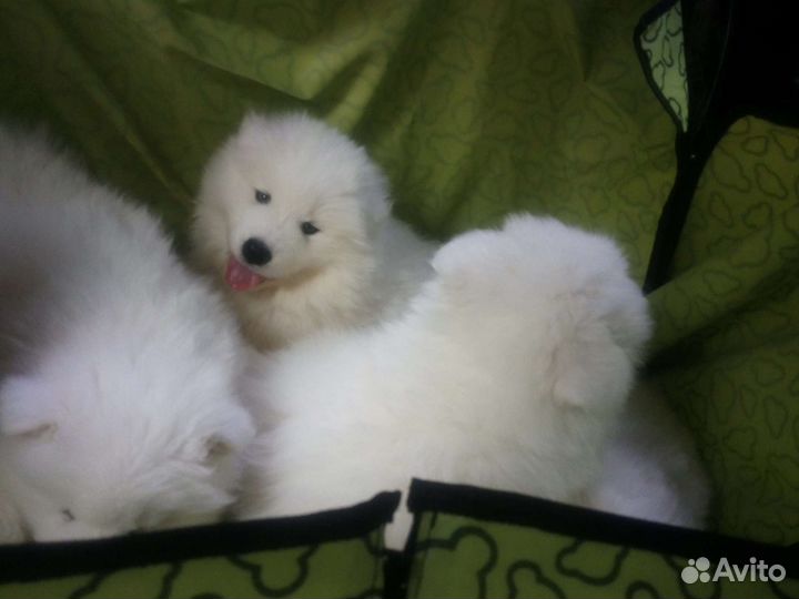Щенки Самоеда