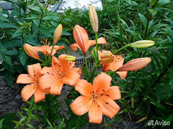 Многолетники