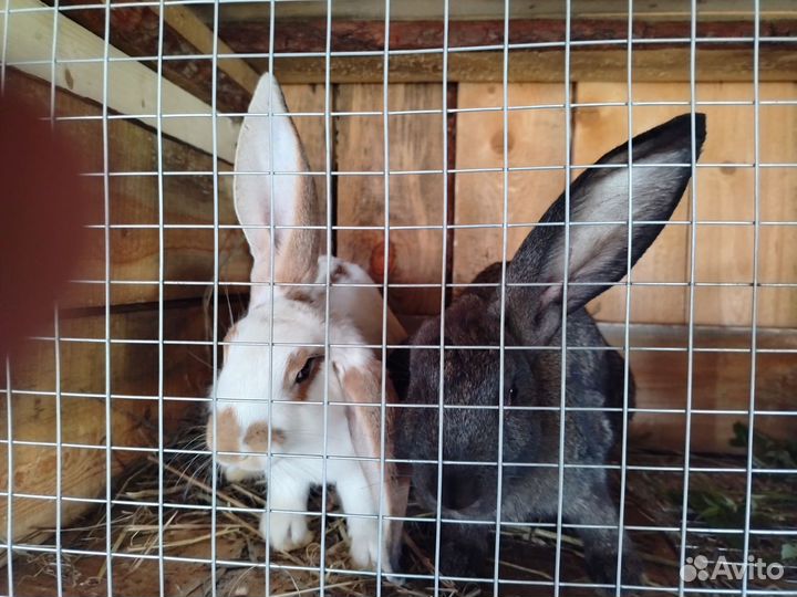 Кролики мясных пород