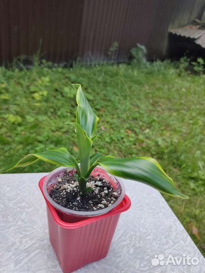 Драцена Fragrance Golden Coast